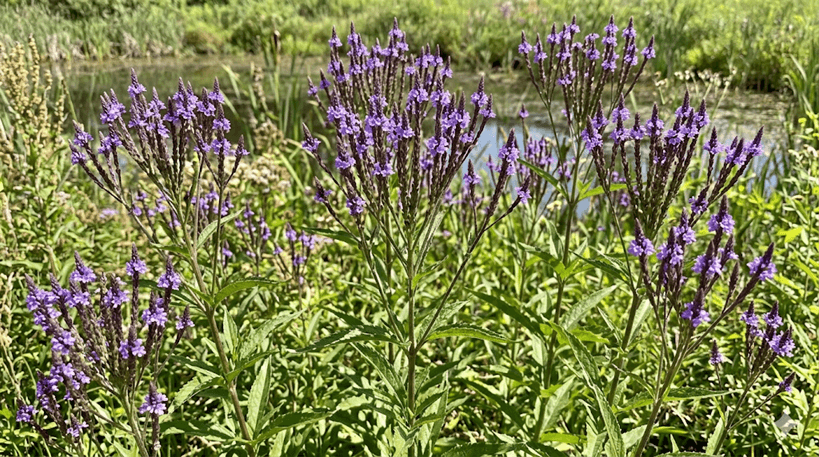 Blue Vervain